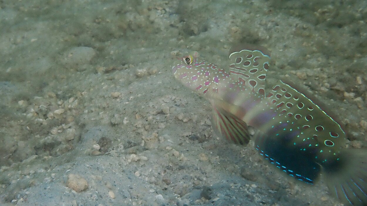 タオ島ダイビング　オイランハゼ