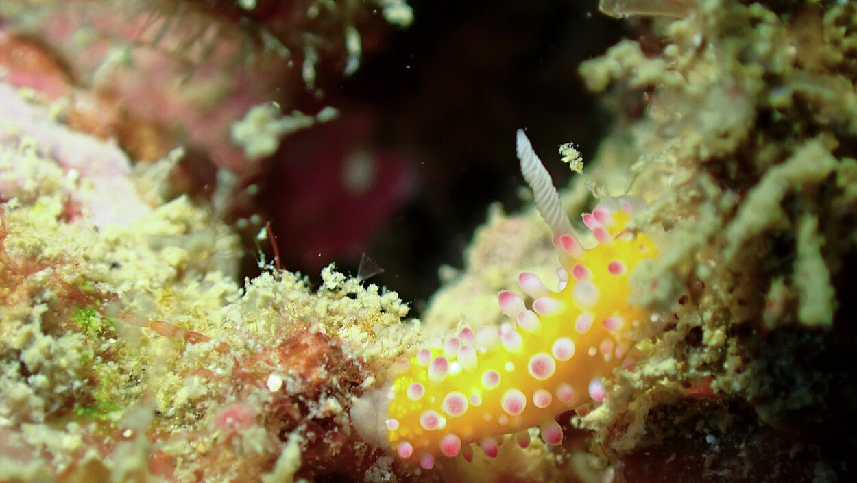 タオ島ダイビング　ウミウシ