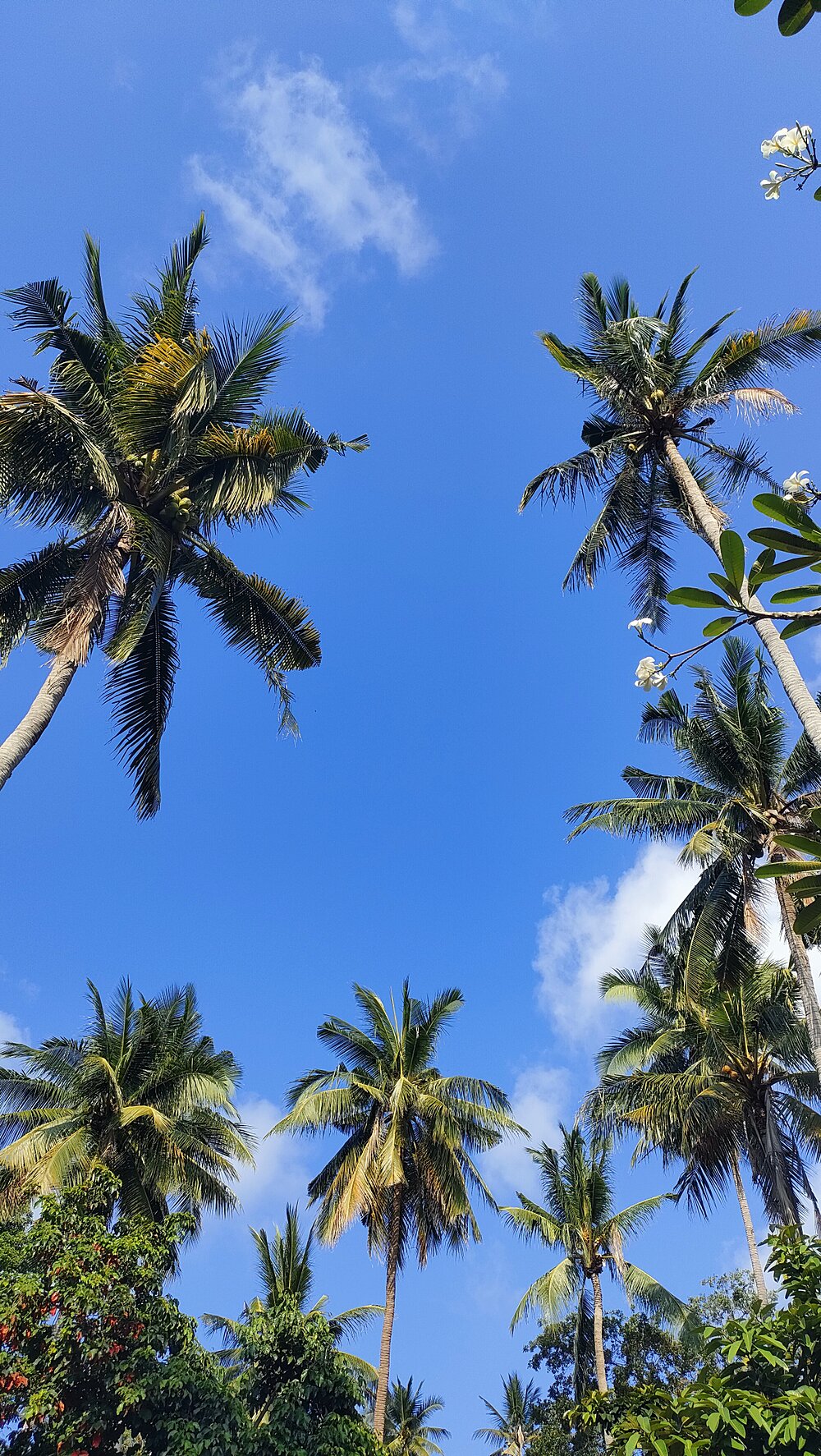 タオ島天気