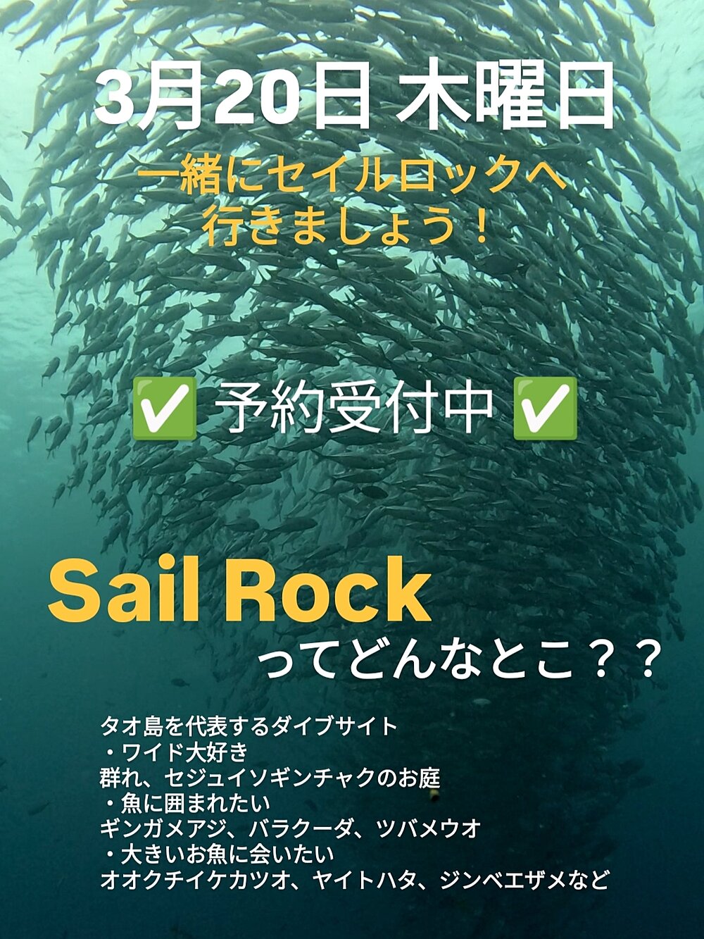 タオ島ダイビング