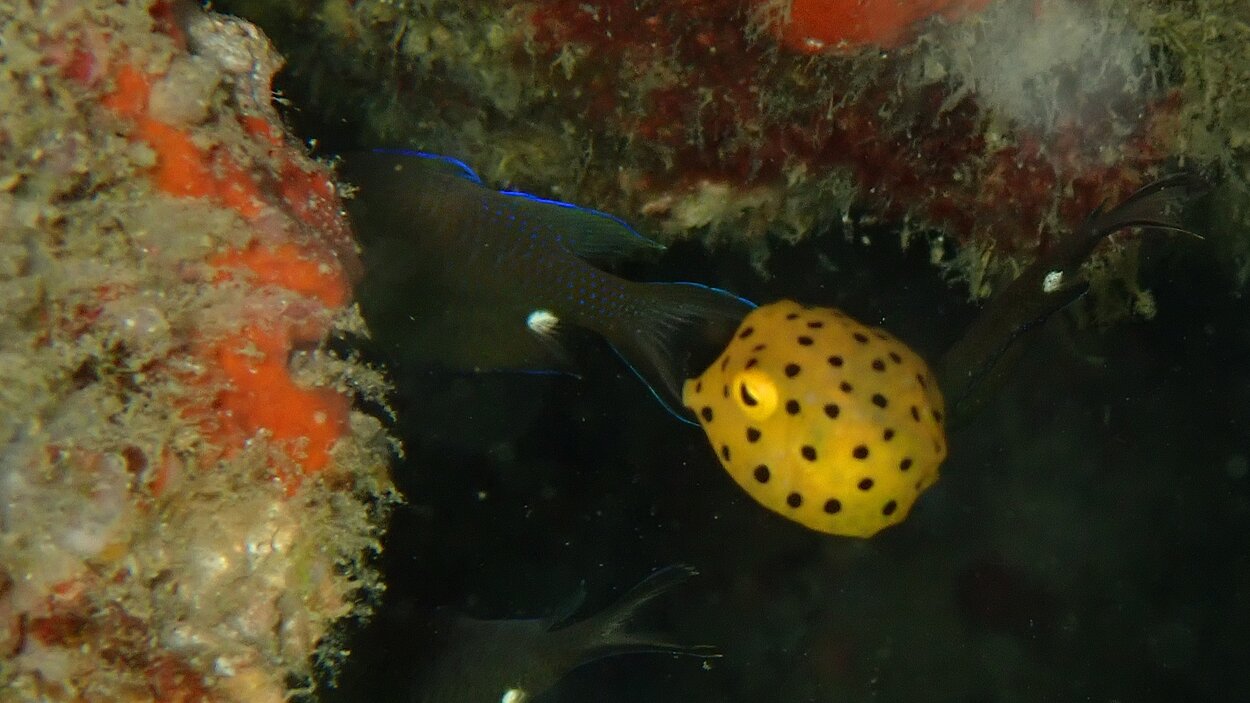 タオ島ダイビング マクロ