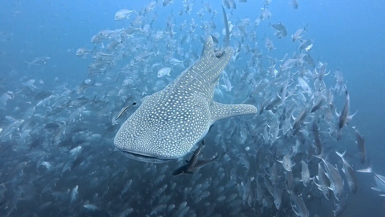 タオ島　ジンベエザメ