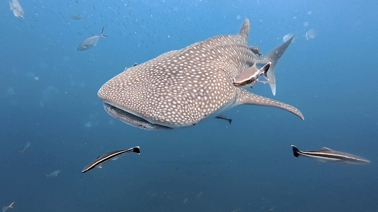 タオ島　ジンベエザメ