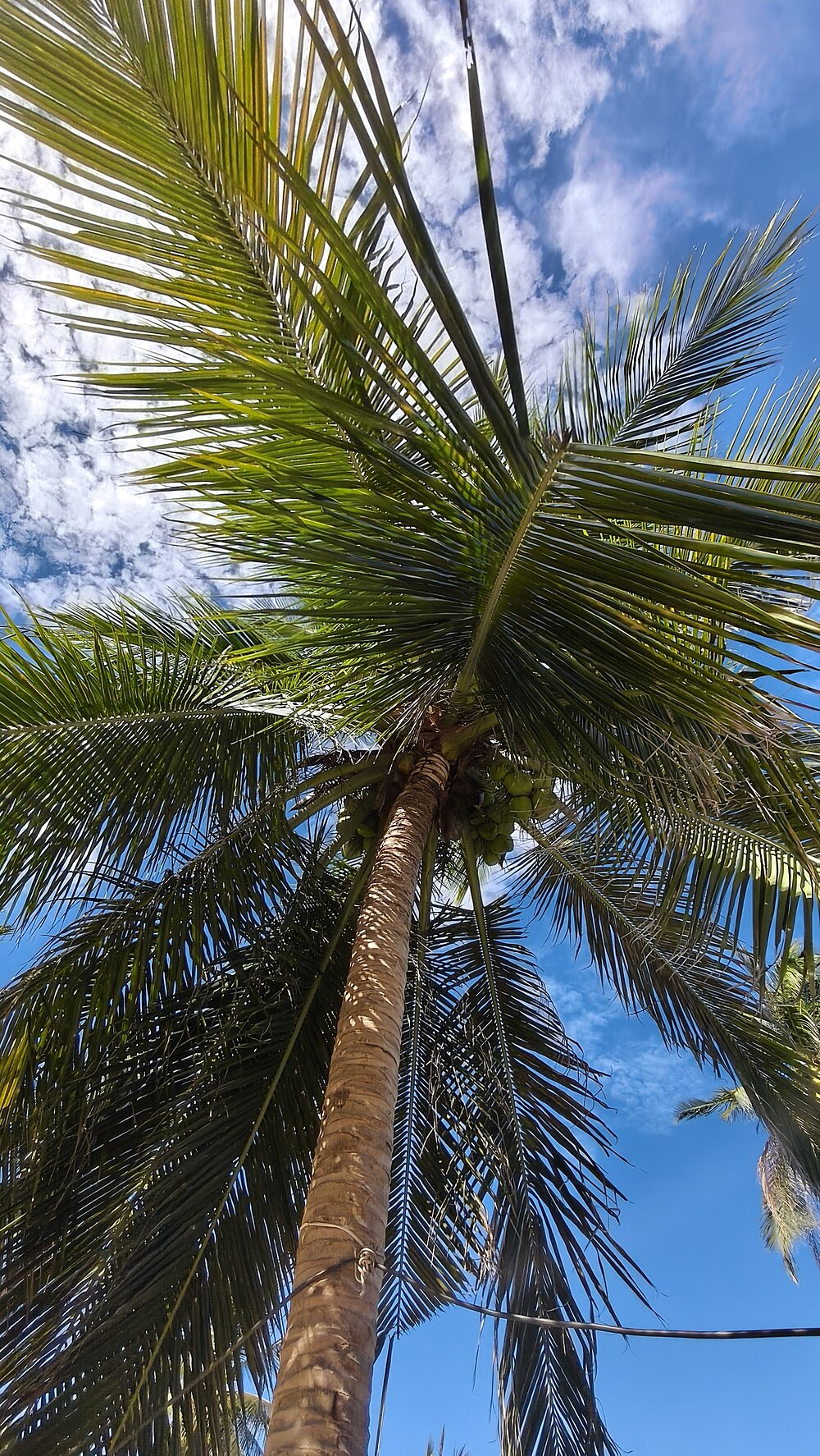 タオ島天気