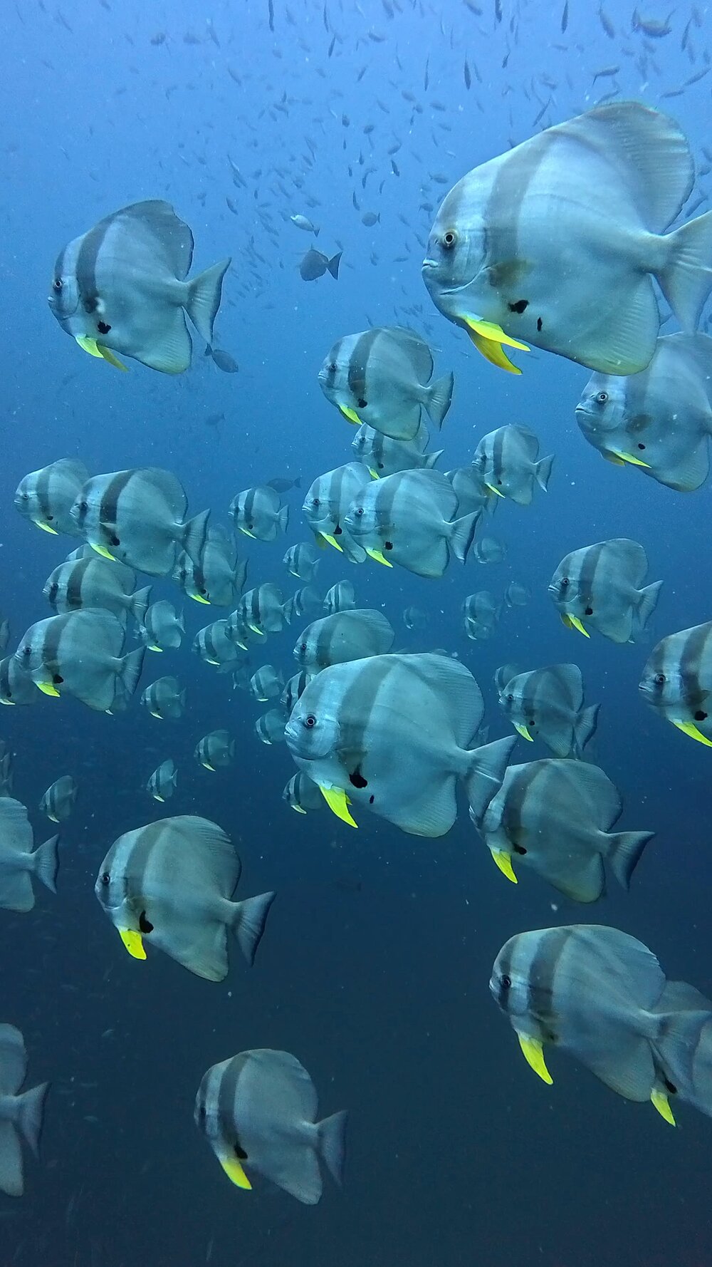 タオ島ダイビングツバメウオ
