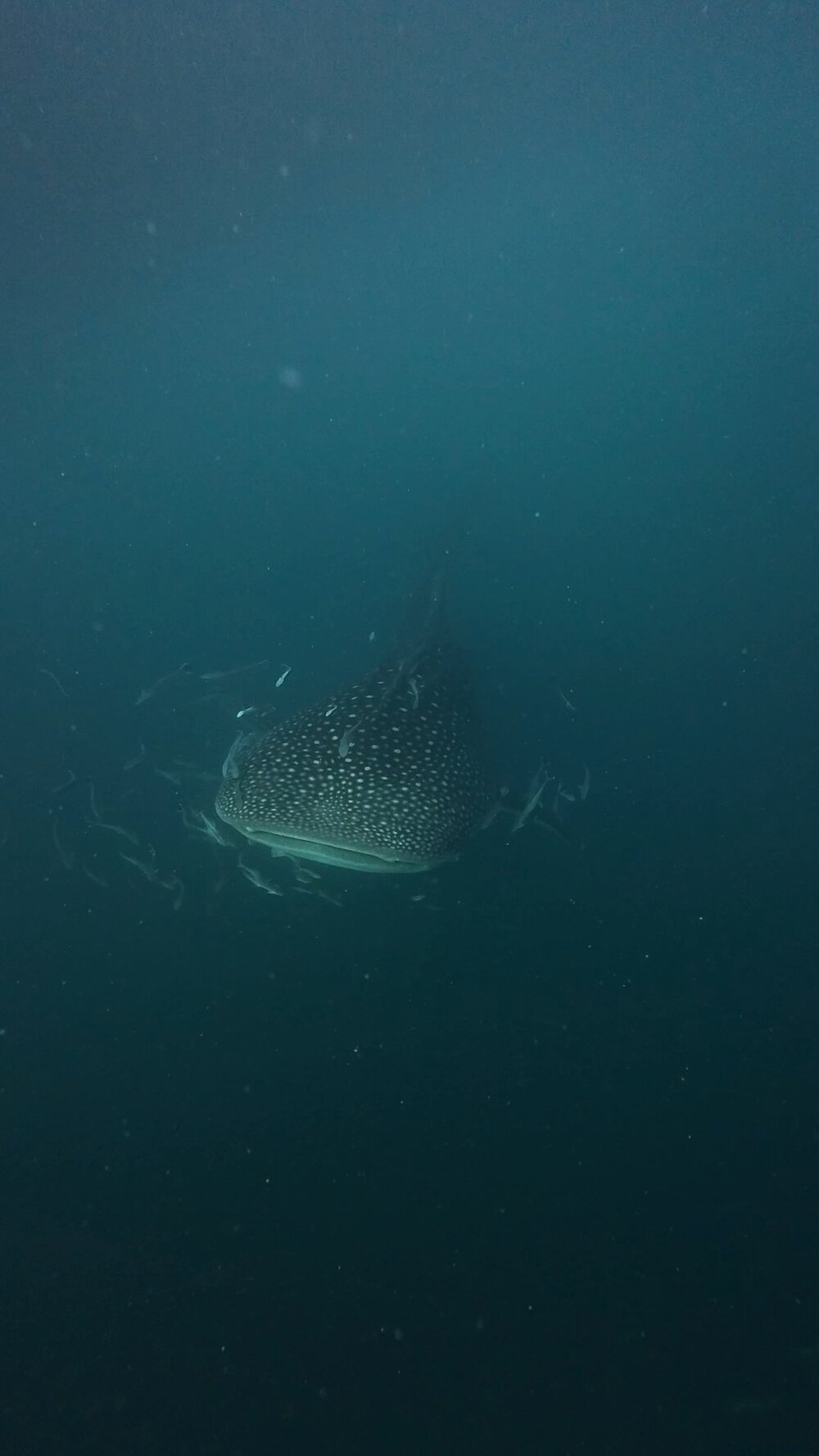 タオ島 ジンベエザメ