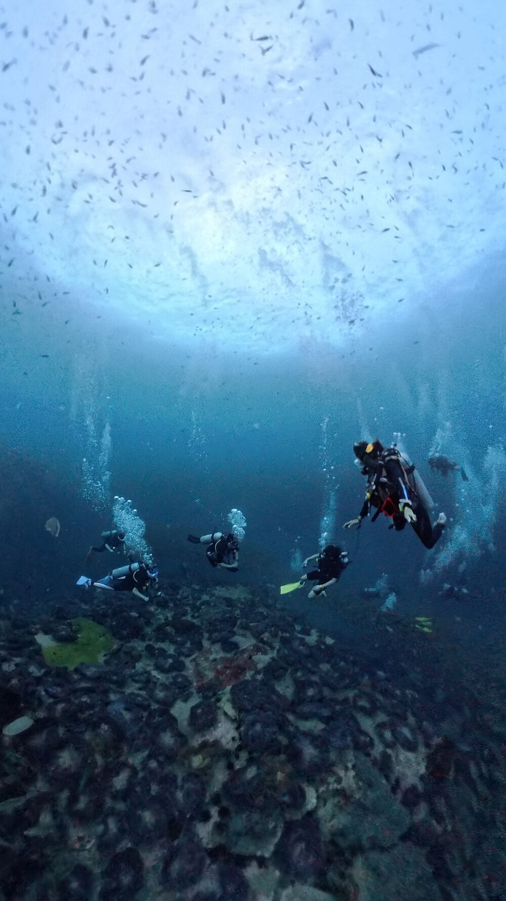タオ島　ダイビング