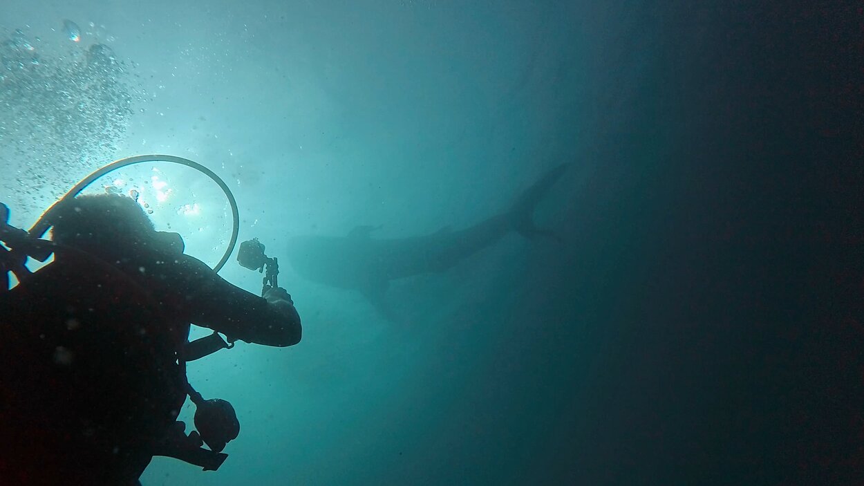 タオ島　ジンベエザメ