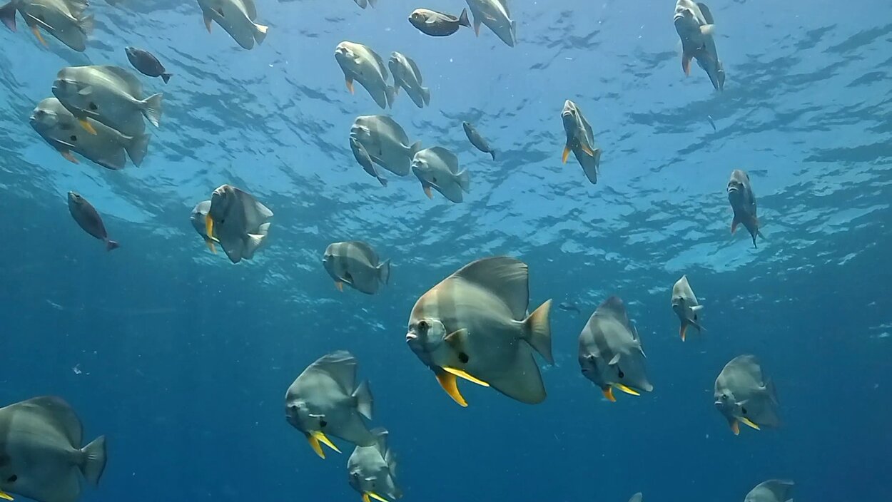タオ島　セイルロック
