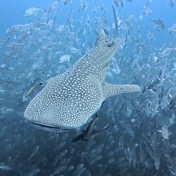 遅刻しちゃったけど…タオ島で待ってますサムネイル