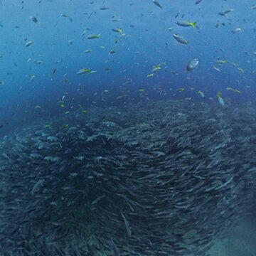 どこを潜っても「当たり」！今、海の中が最高に楽しいです！サムネイル