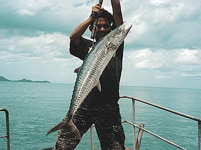 タオ島、フィッシング、釣り