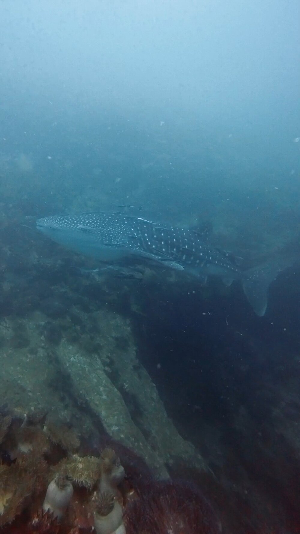タオ島 ジンベエザメ