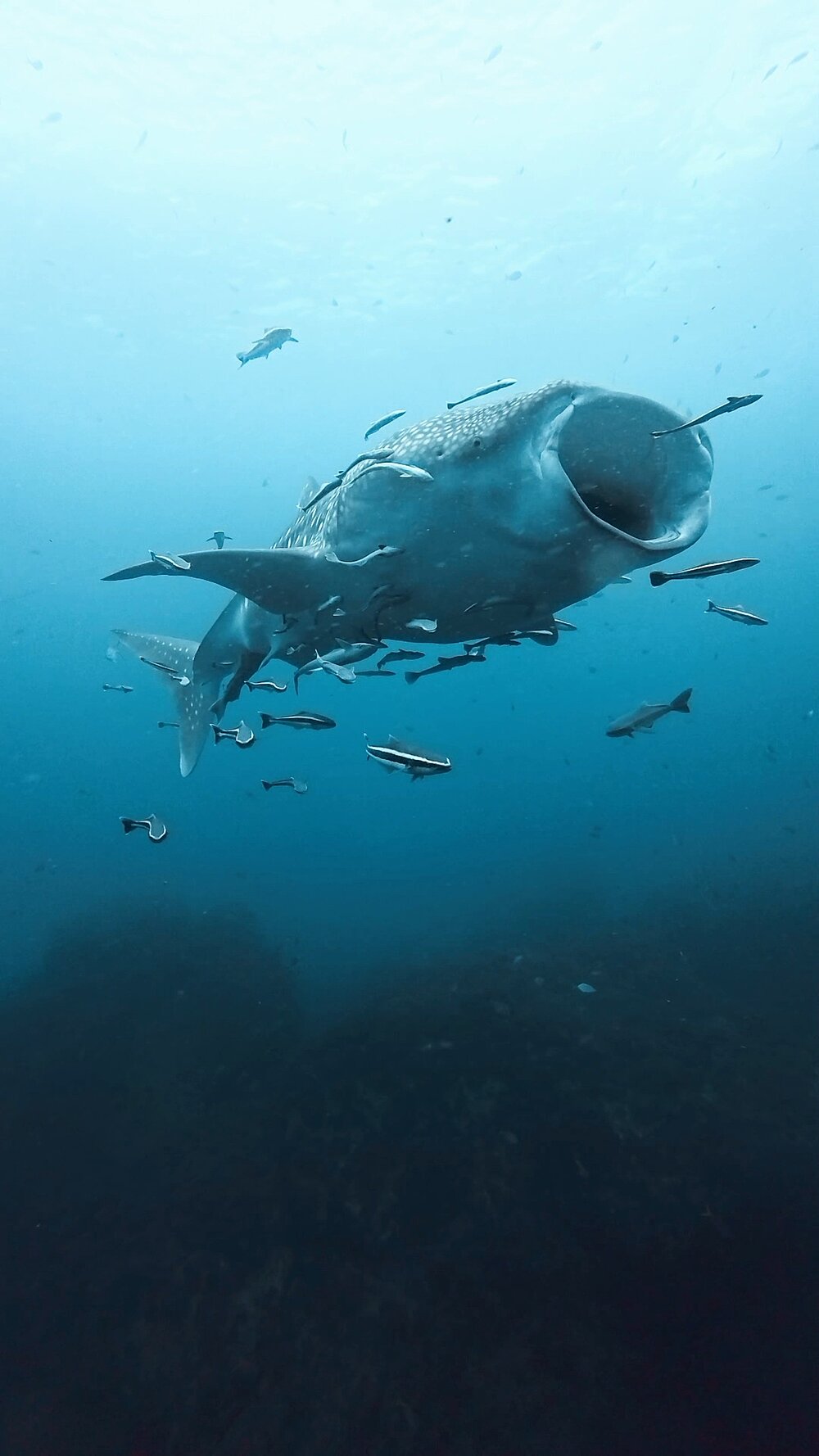 タオ島 ジンベエザメ