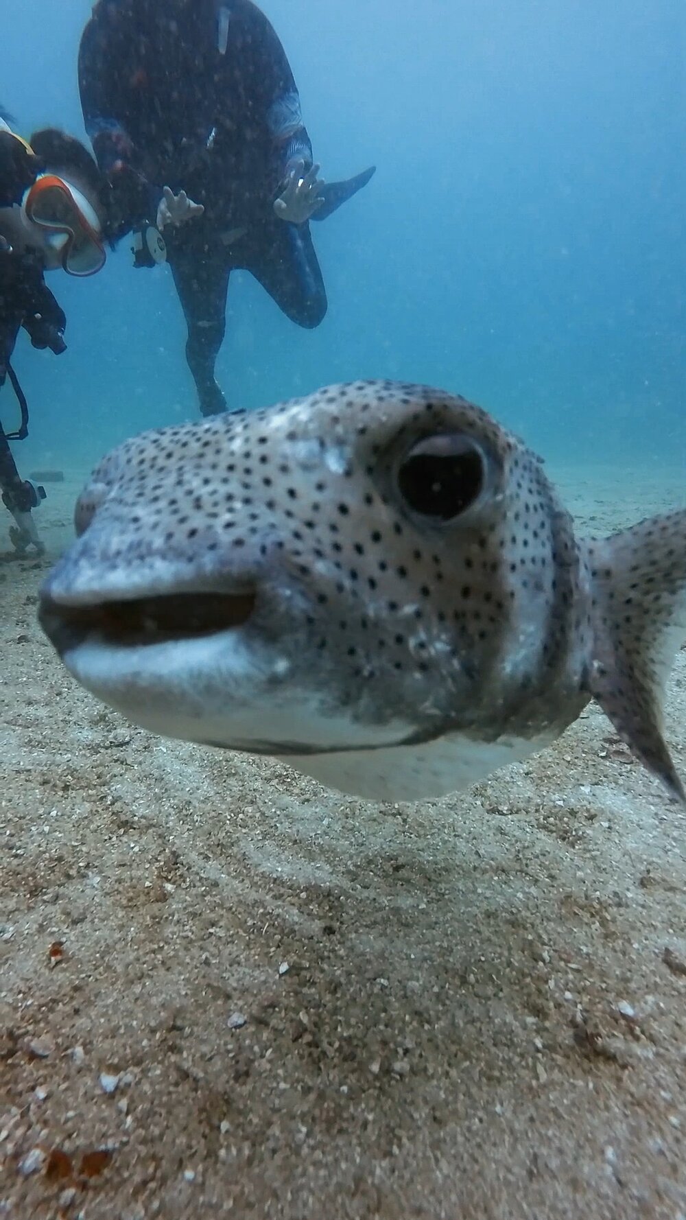 タオ島 ネズミフグ スティーブ