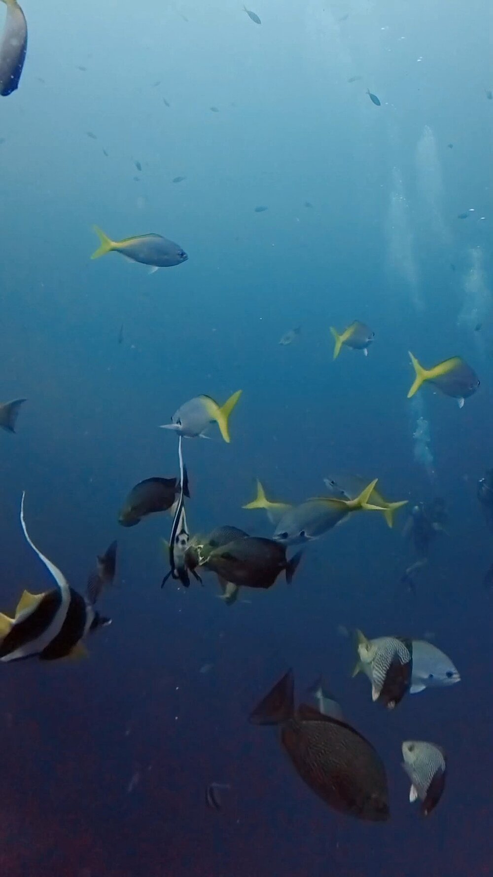 タオ島 ハタタテダイ