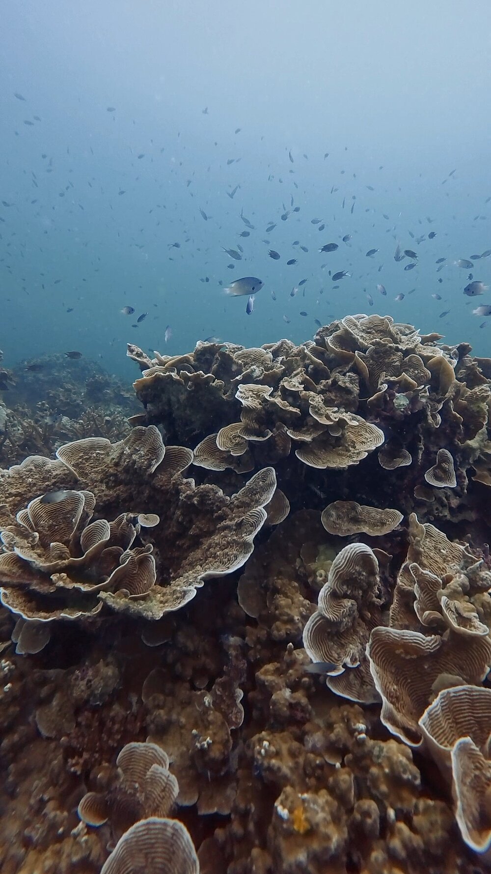 タオ島ダイビング