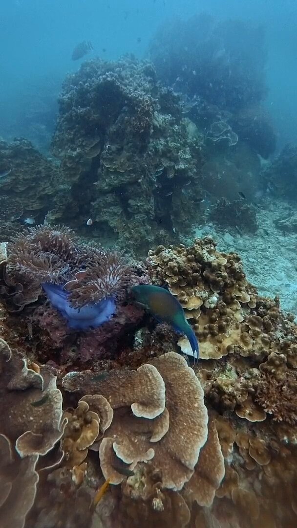 タオ島ダイビング