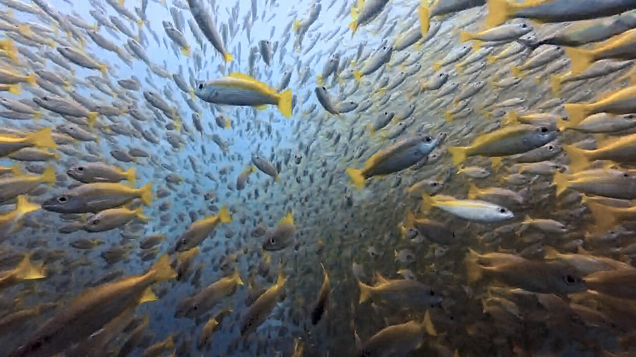 タオ島ダイビング キンセンフエダイ