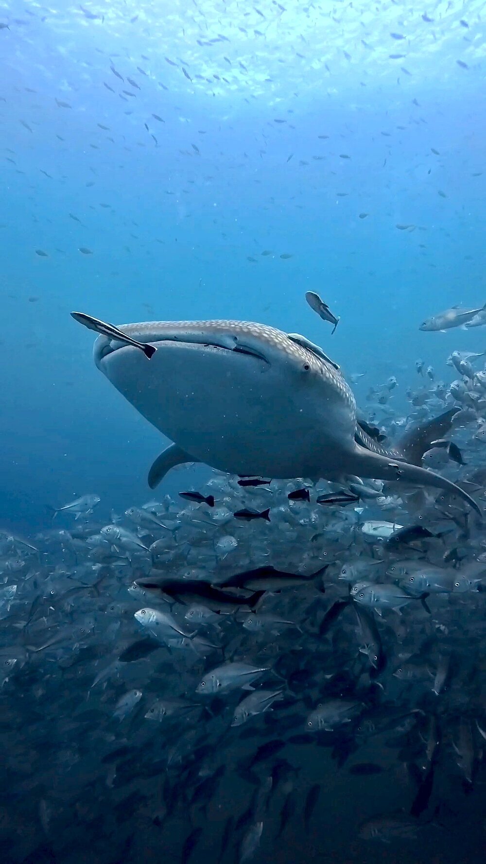 タオ島ダイビング ジンベエザメ ギンガメアジ