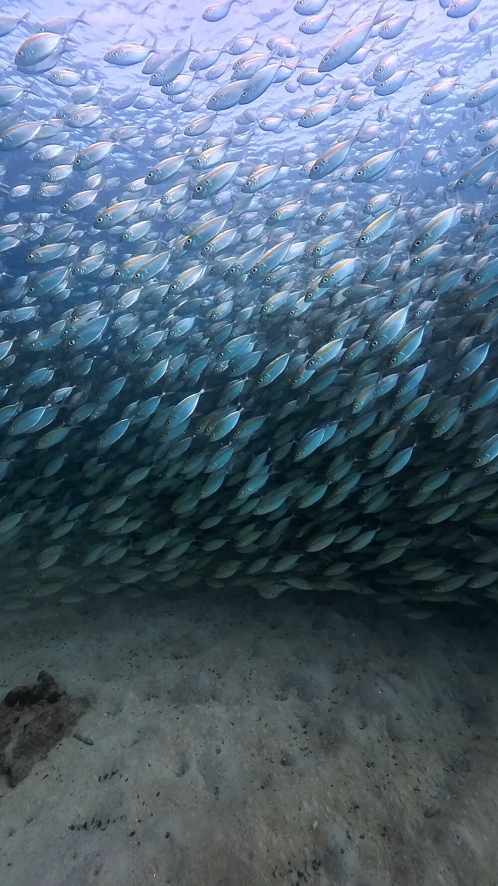 タオ島ダイビング テルメアジ