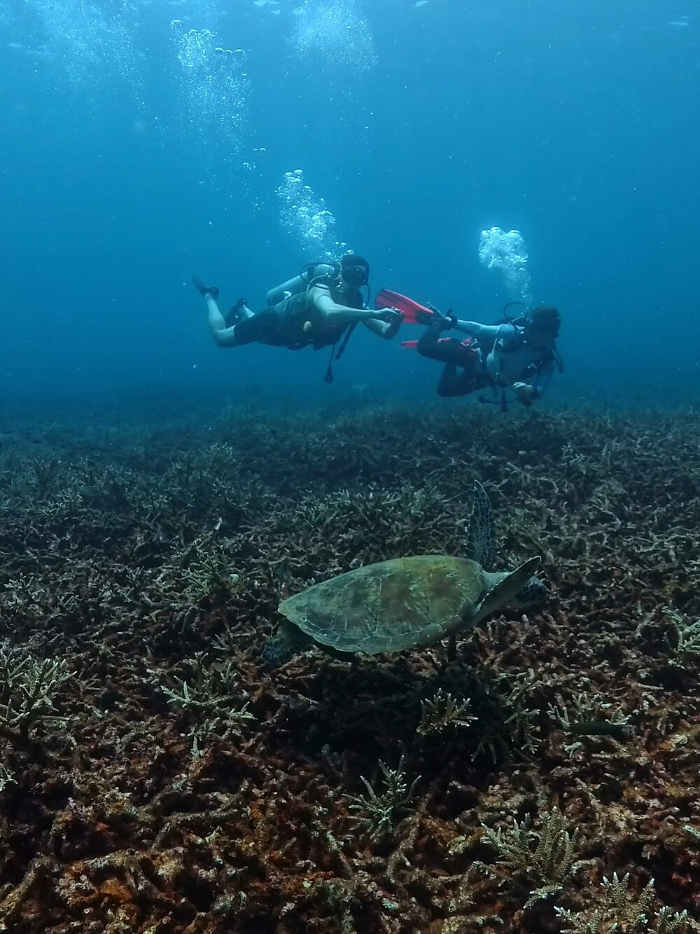 タオ島　AOW