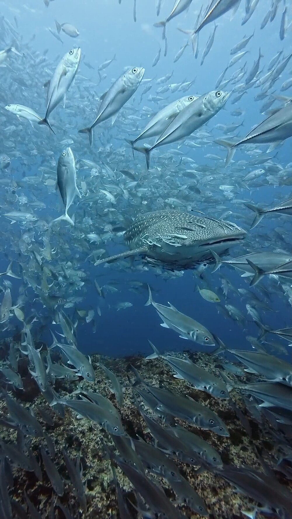タオ島ダイビング　セイルロック
