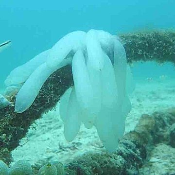 イカの卵＠タオ島、ダイビング アイキャッチ画像