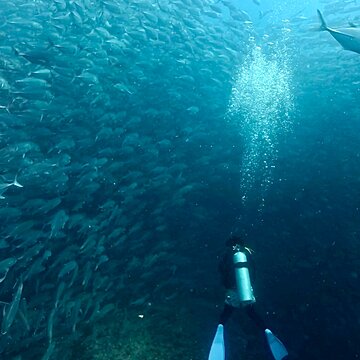 【タオ島ダイビング】圧巻の魚魚魚！「群れ×群れ」が織りなす奇跡のコラボレーションサムネイル
