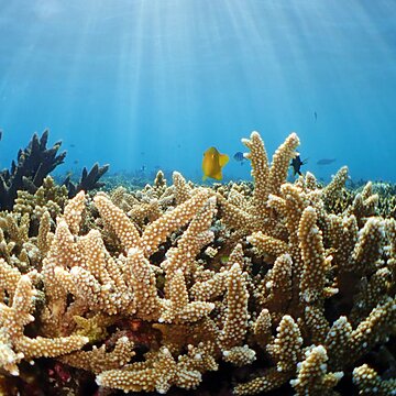 ハマる海の世界！体験ダイビングが安心で最高の非日常である理由サムネイル