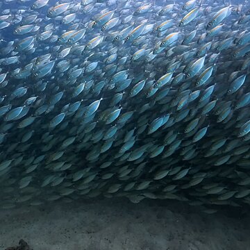 【タオ島ダイビング】視界ゼロの魚の壁！？テルメアジの大群に巻かれる圧巻の水中世界サムネイル
