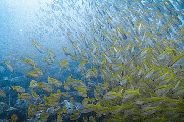 ブログ「タオ島ダイビング情報」サムネイル画像