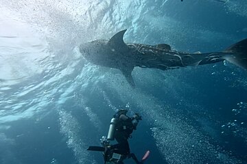 ブログ「9月もまだまだ潜りましょう」サムネイル画像