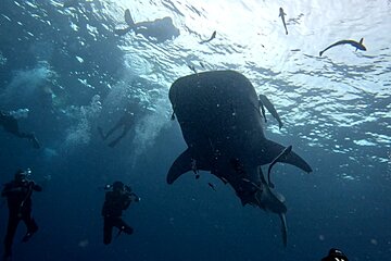 ブログ「海況いいけど…本日よりローシーズン体制」サムネイル画像