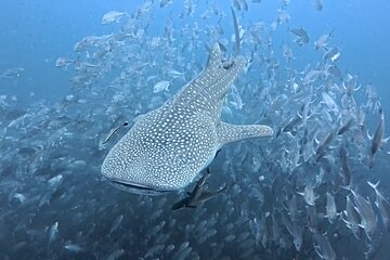ブログ「遅刻しちゃったけど…タオ島で待ってます」サムネイル画像