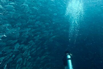 ブログ「【タオ島ダイビング】圧巻の魚魚魚！「群れ×群れ」が織りなす奇跡のコラボレーション」サムネイル画像