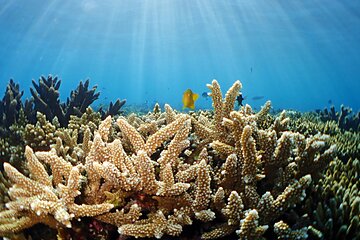 ブログ「ハマる海の世界！体験ダイビングが安心で最高の非日常である理由」サムネイル画像