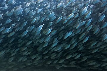 ブログ「【タオ島ダイビング】視界ゼロの魚の壁！？テルメアジの大群に巻かれる圧巻の水中世界」サムネイル画像