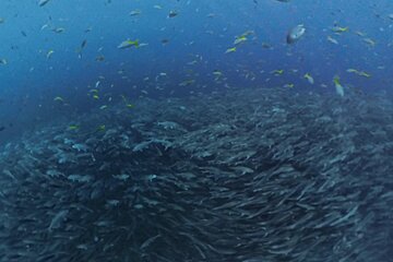 ブログ「どこを潜っても「当たり」！今、海の中が最高に楽しいです！」サムネイル画像